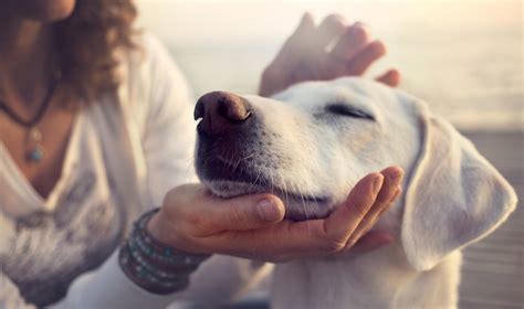 arritmia cardíaca em cães